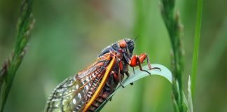 Quiz: How much do you know about insects?