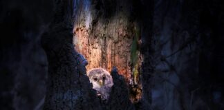 How do owls see in the dark?