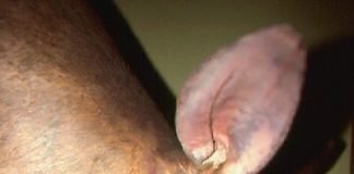 An Aardvark’s Tongue