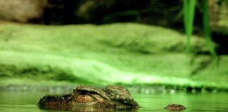 Pawsitively Hilarious Jokes #10