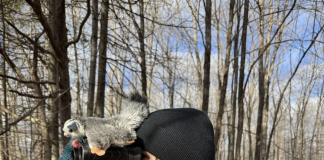 Foxes, Owls, and Flying Squirrels! An Adventure in the Ottawa Valley with Megan Quinn