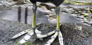 Top Ten Coolest Animal Feet