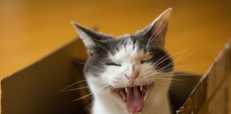 Pawsitively Hilarious Jokes #14