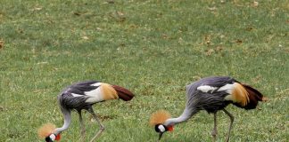 Pawsitively Hilarious Jokes #17