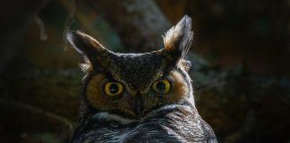 Pawsitively Hilarious Jokes #15