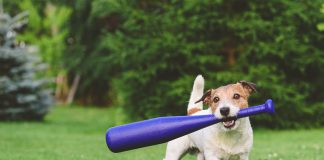 Pawsitively Hilarious Jokes #13