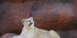 Pawsitively Hilarious Jokes #16