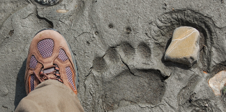 Animal Tracks Identification