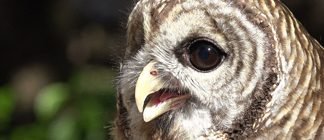 Top Ten Even Funnier Animal Jokes