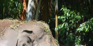 Pawsitively Hilarious Jokes #34