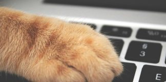 Pawsitively Hilarious Jokes #45