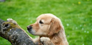 Pawsitively Hilarious Jokes #44