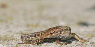 Pawsitively Hilarious Jokes #30