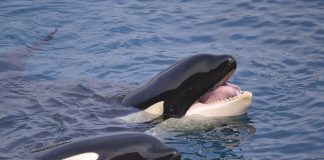 Pawsitively Hilarious Jokes #29