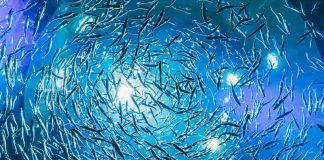 Pawsitively Hilarious Jokes #35