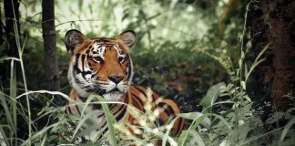 Pawsitively Hilarious Jokes #11