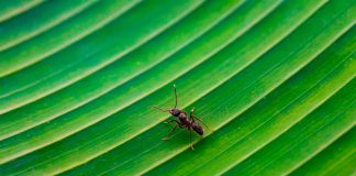 Pawsitively Hilarious Jokes #32