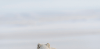 The Arctic Fox Project