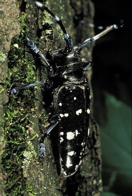 Asian long horned beetle