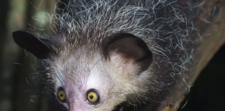 Aye-Aye Scramble