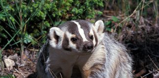 Time to band together for badgers!