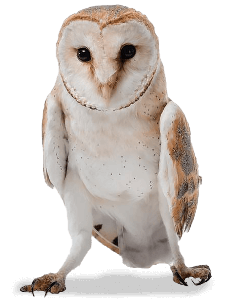 Barn Owl Barn Owl
