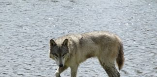 Pawsitively Hilarious Jokes #42