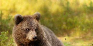 Pawsitively Hilarious Jokes #5