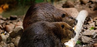 Beaver