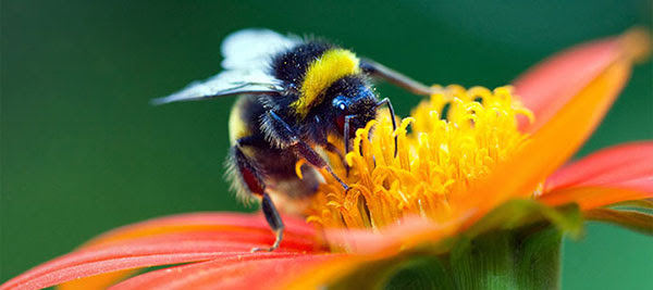 These insects are un-BEE-lieveable!