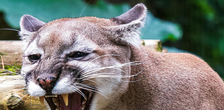 Which big and bold animal are you?