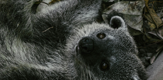 Binturong Scramble
