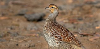 Pawsitively Hilarious Jokes #4