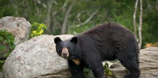 Top Ten Coolest Hibernating Animals black bear