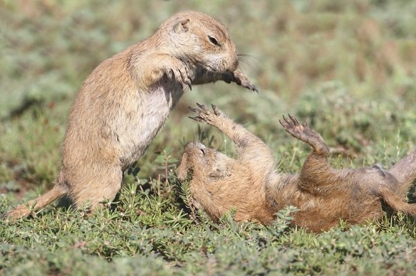 Black-tailed Prairie Dog playing 
