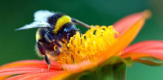 Get the Buzz on Bumblebees!