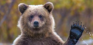 Grizzly Bear Scramble