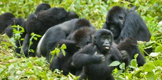 Caption This: What is this Gorilla Thinking?