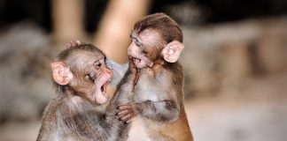 Caption This: What are these monkeys saying?