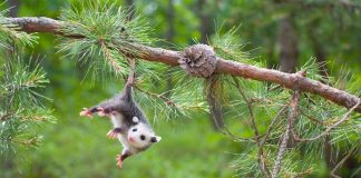 Caption This: What is this Opossum Thinking?