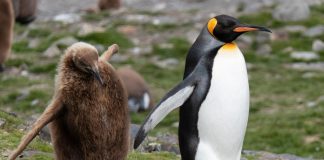 Caption This: What are these penguins thinking?