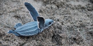 Caption This: What is this turtle thinking?