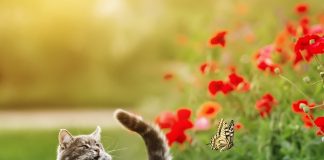 Caption This: What’s this cat screaming?