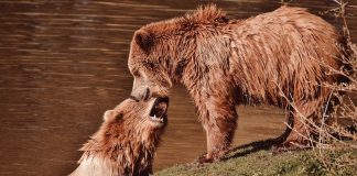 Caption This: What are these grizzly bears saying?