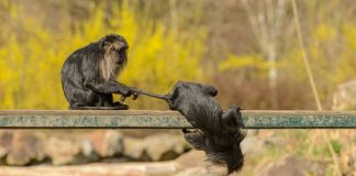 Caption This: What are these two monkeys saying?