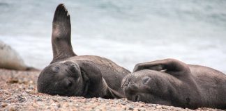 Caption This: What are these seals thinking