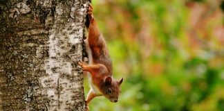 Caption This: What is this squirrel thinking?