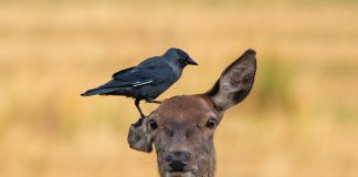 Caption This: What is this deer thinking?