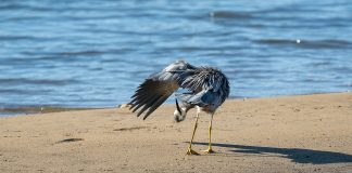 Caption This: What is this heron thinking?