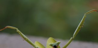 Caption This: What is this mantis thinking?